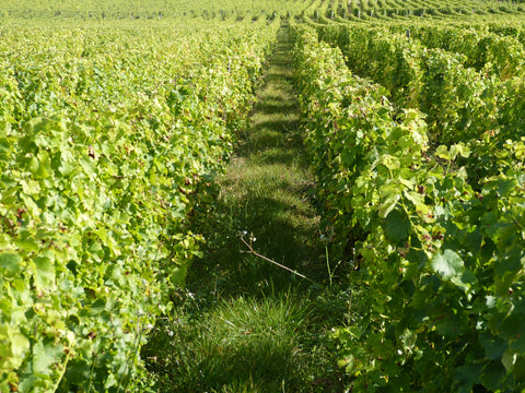 Pouilly Fume AOC Les Croqloups 2023, Domaine Chauveau