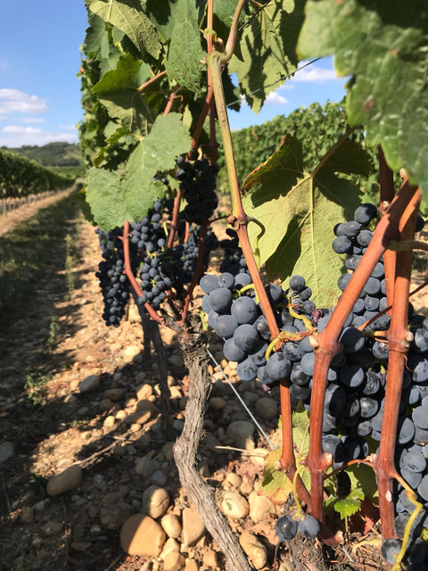 Crozes-Hermitage AOC 2019 Rouge, Domaine des Combat