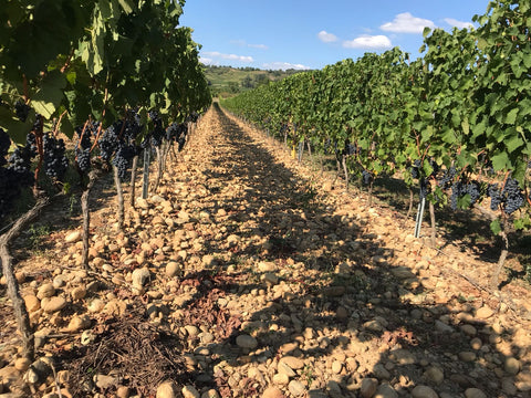 Crozes-Hermitage AOC 2019 Rouge, Domaine des Combat