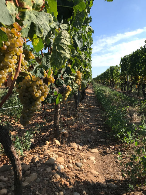 Crozes-Hermitage AOC 2019 Rouge, Domaine des Combat