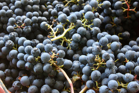 Malbec Cahors AOC 2020, Clos du Colombier