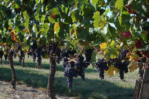 Organically farmed grapes make our house claret red wine from Bordeaux