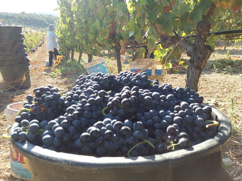 vegan wine - the Encosta vineyard in Portugal