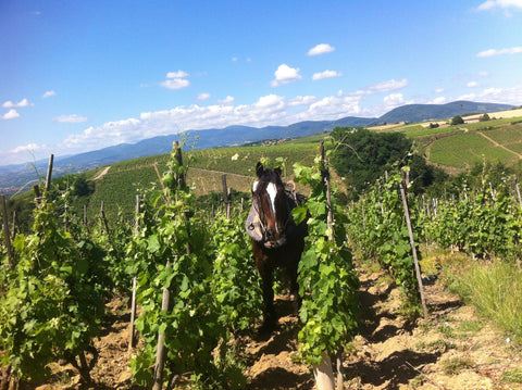Organic or Biodynamic?