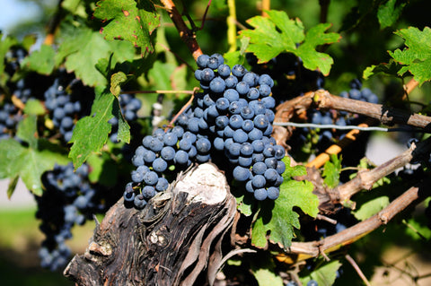 The importance of old vines