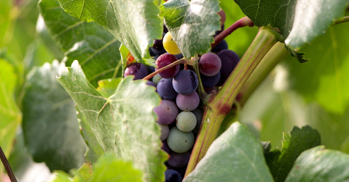 When are red grapes green - wine at home