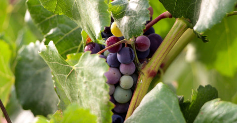 When are red grapes green - wine at home
