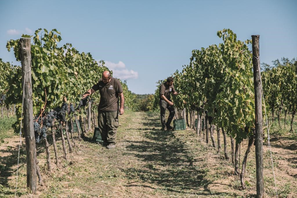 Super Tuscans