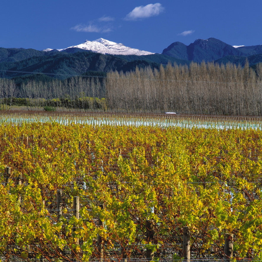 World Wines