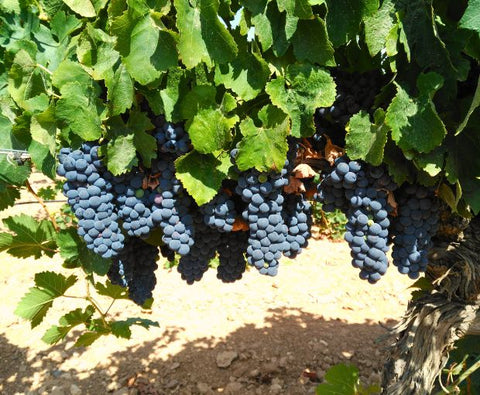 Bodegas Isla