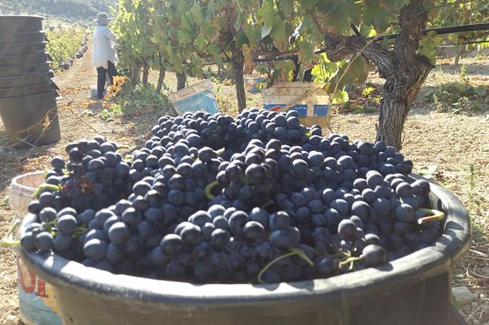 Vegan Wines & Spirits