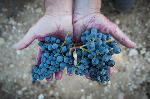 Alcohol Free Wines