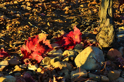 September Wines