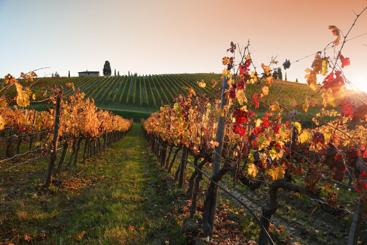 Autumn Wines