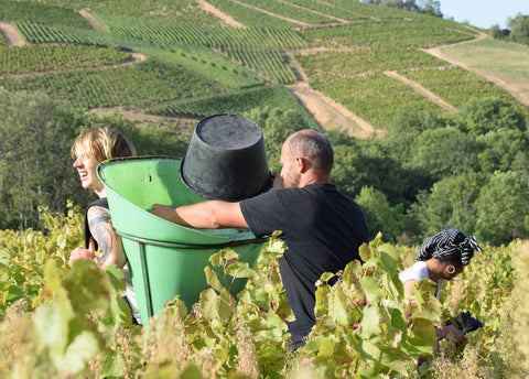 Vignobles Bodillard