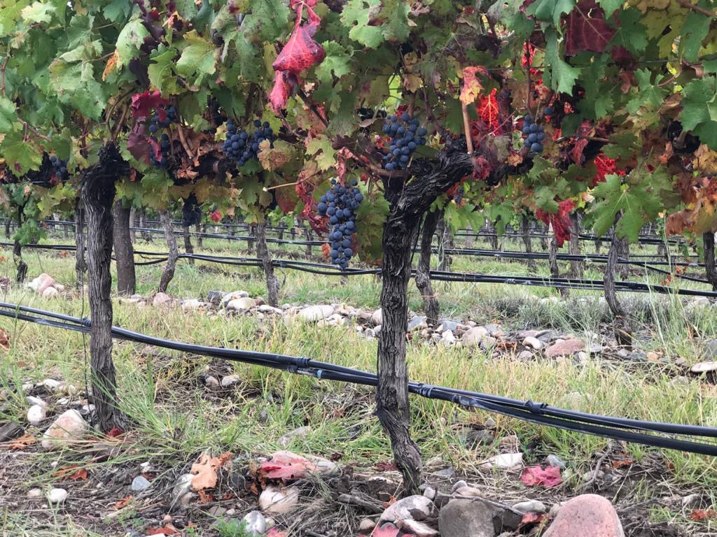 Cabernet Franc