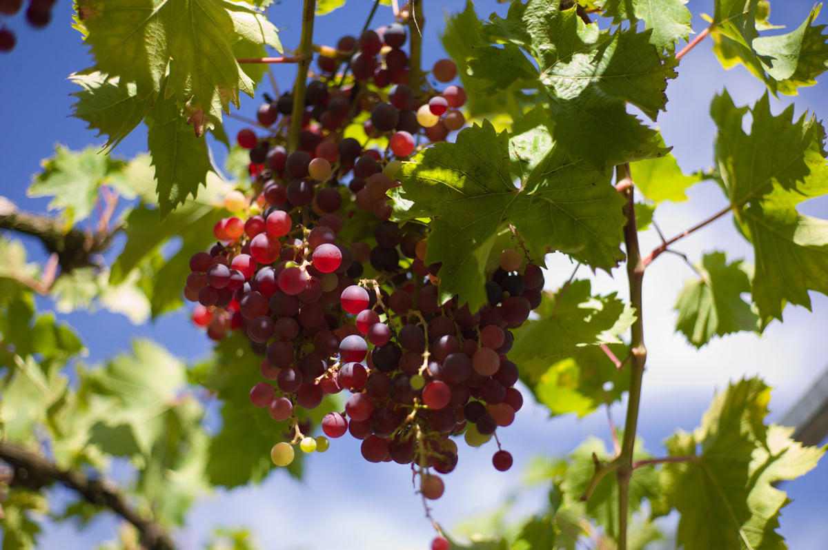 Cabernet Sauvignon
