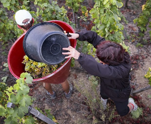 Domaine Christophe Pichon