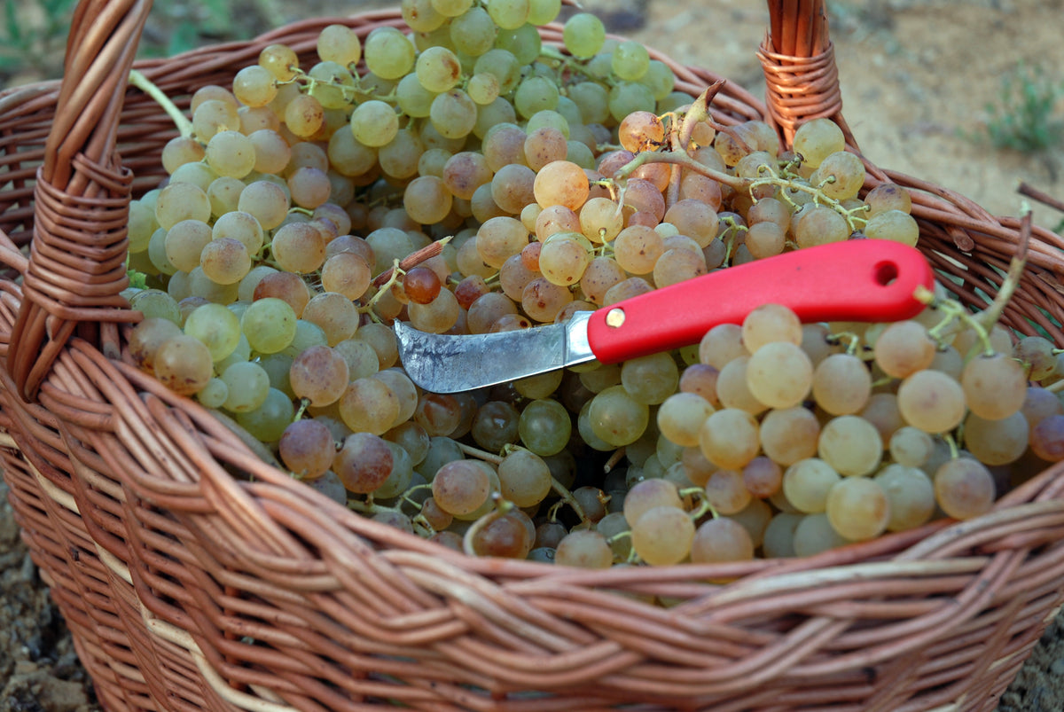 Italian Wines