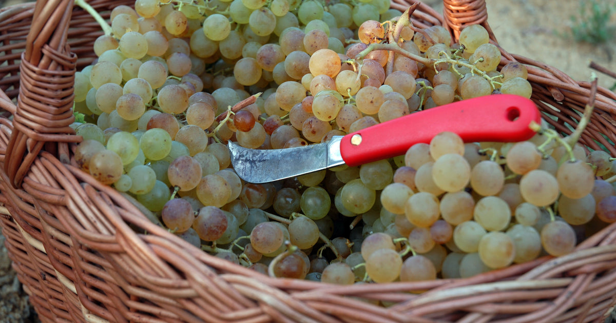 Italian White Wines – Wine at Home