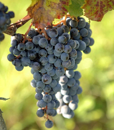 Merlot