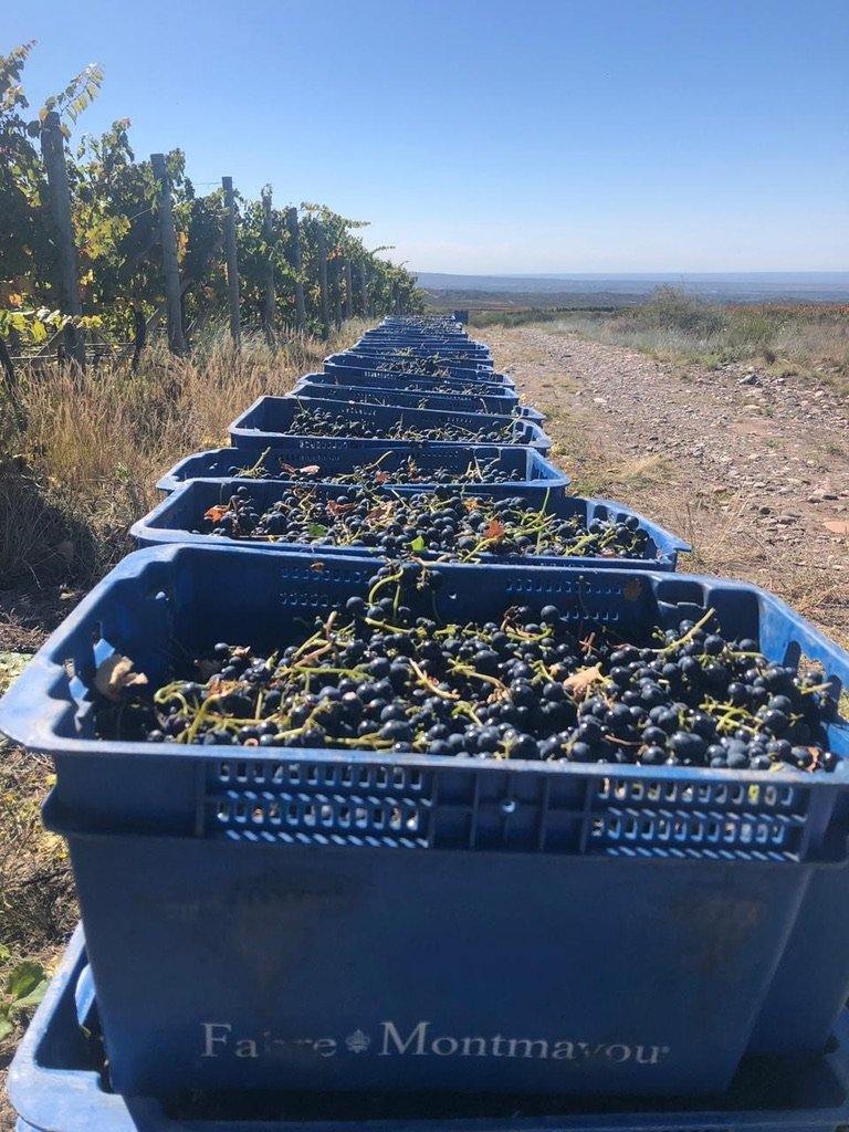 Malbec
