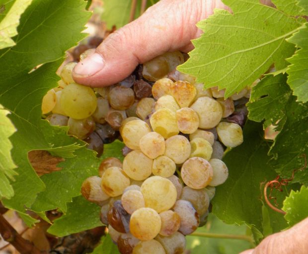 Cave des Vignerons de Frontignan