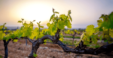 Favourite old vine wines