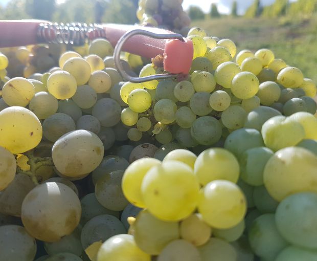 Wine Bundles