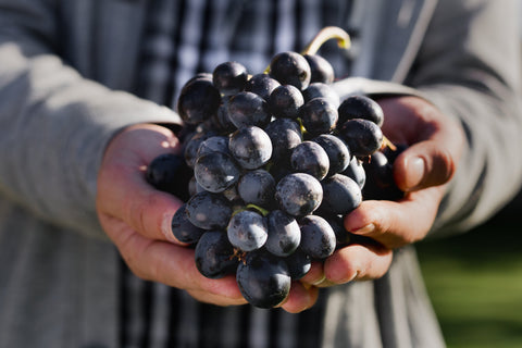 Spanish Wines