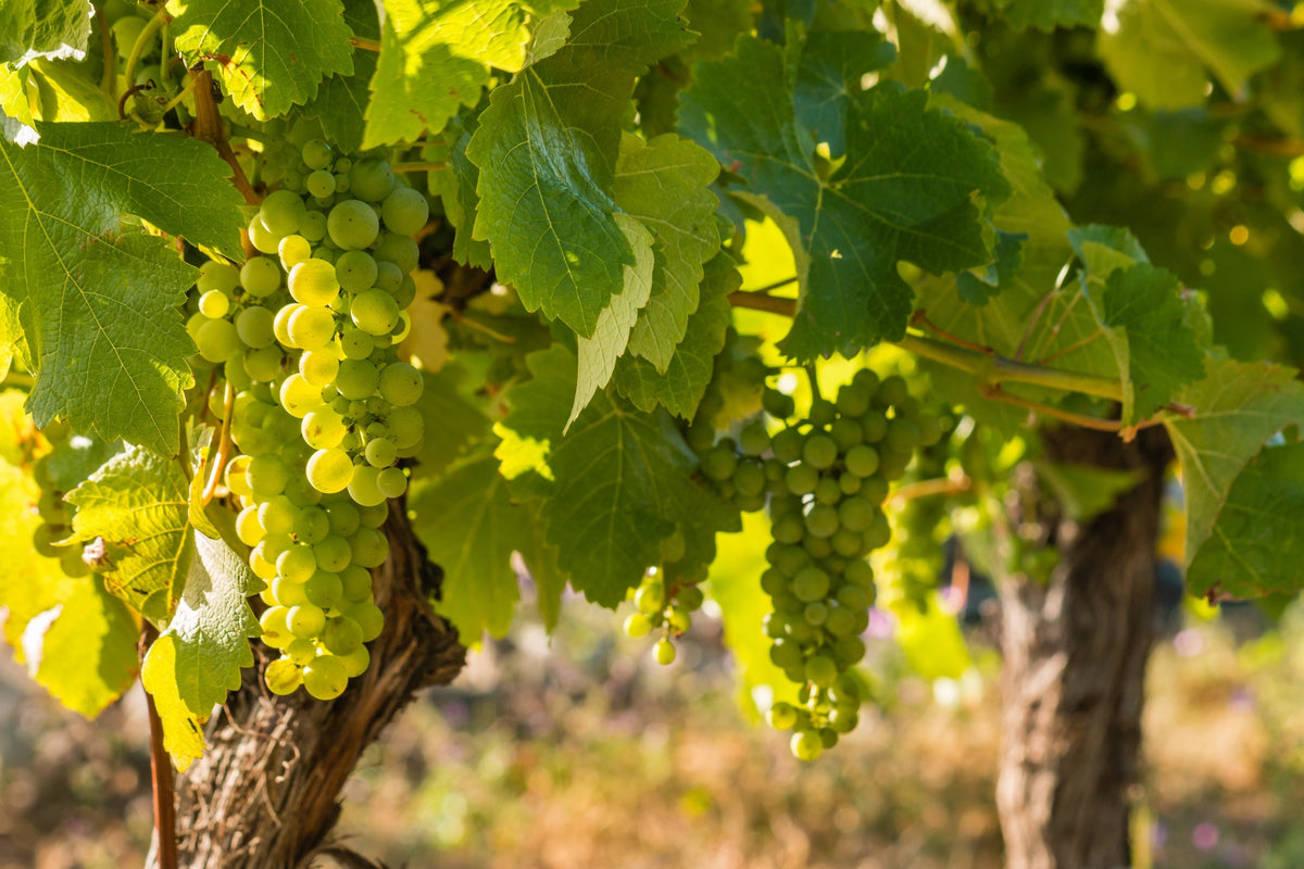 Sauvignon Blanc