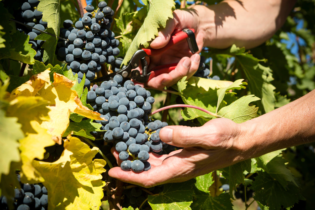 Sustainable favourites