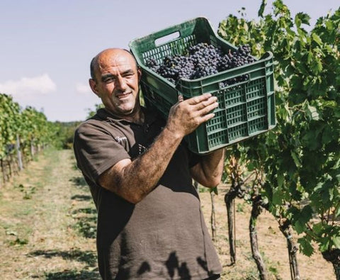 Harvest at Villa Bibbiani