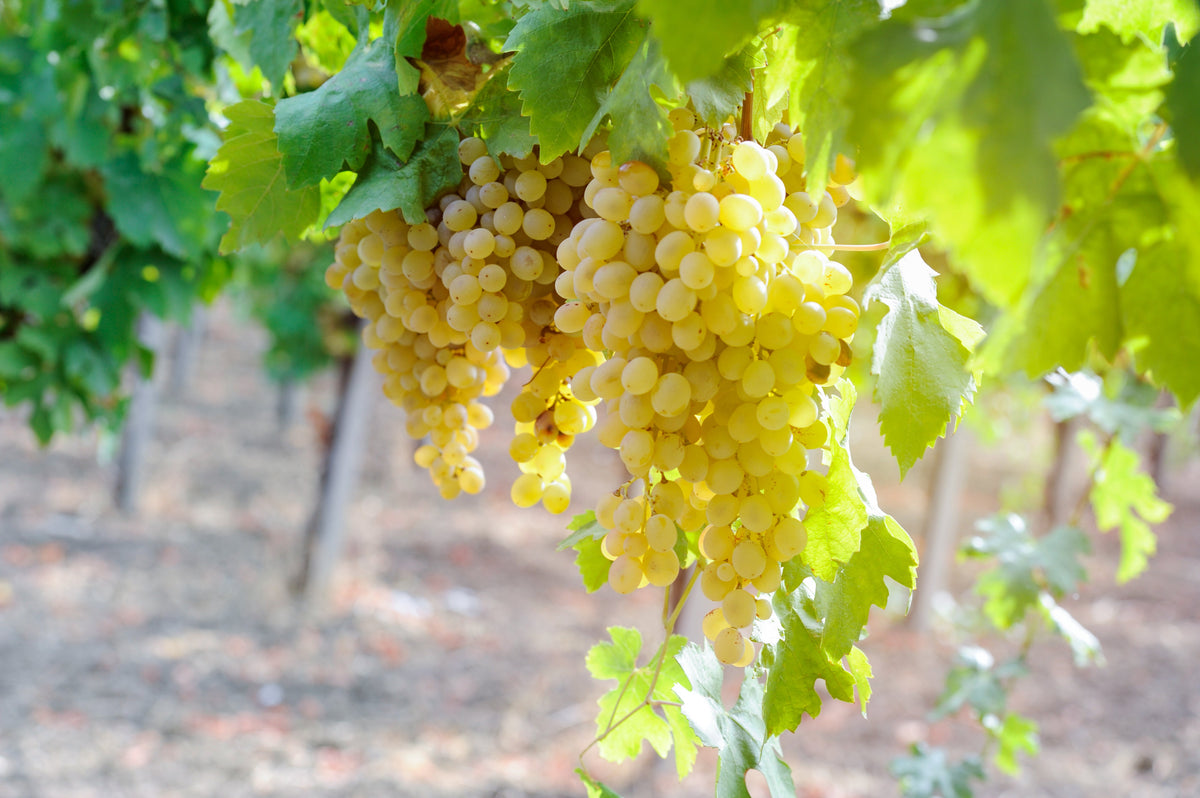 Viognier