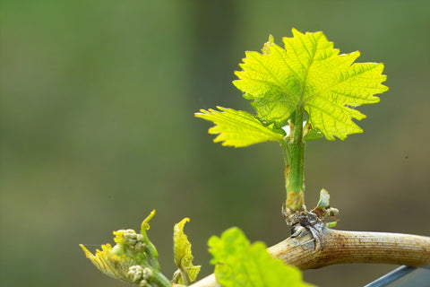 Spring Wines from Wine at Home