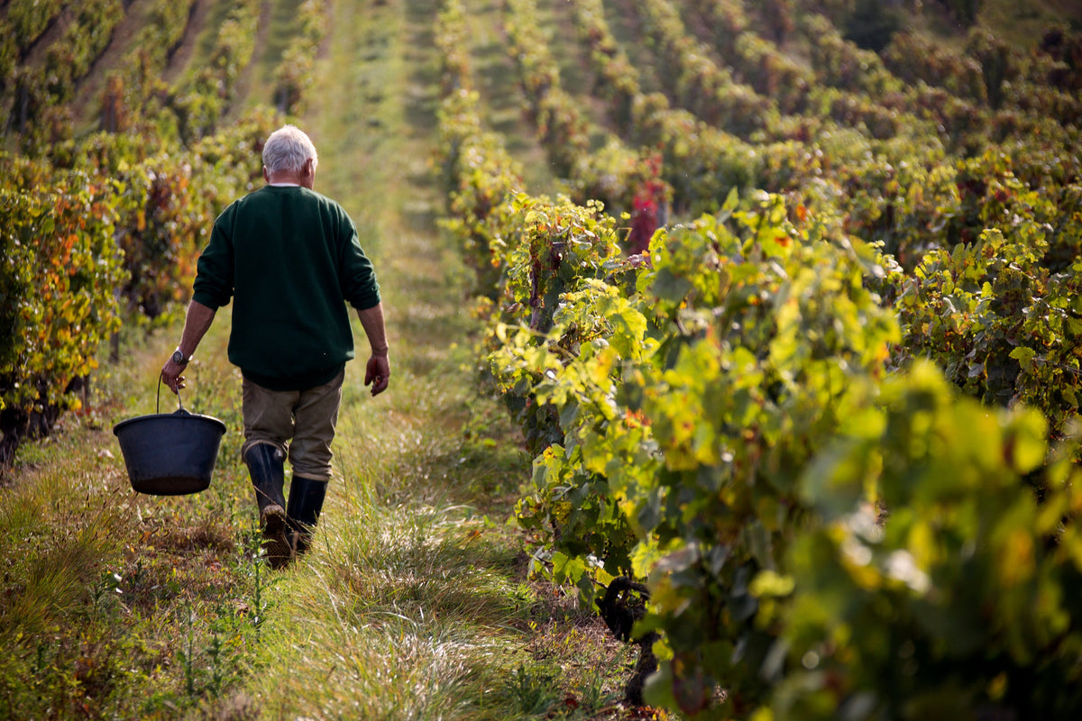 French Wines