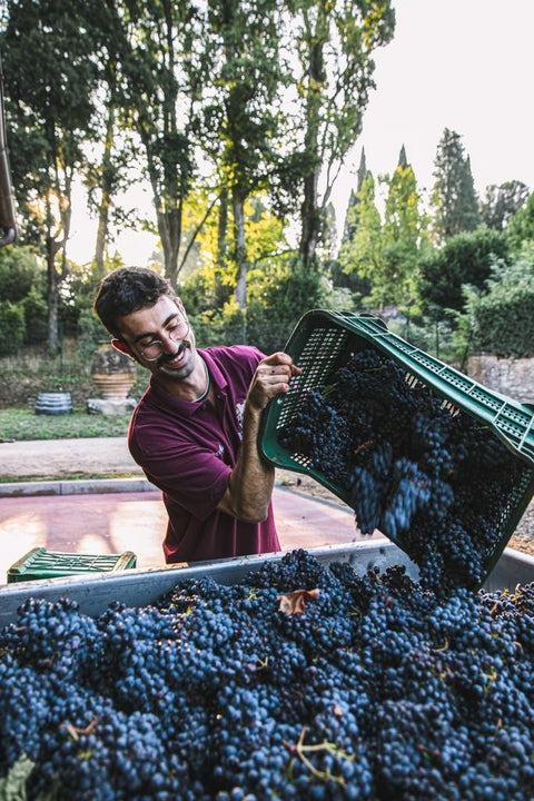 Pulignano IGT Toscana 2018, Villa Bibbiani