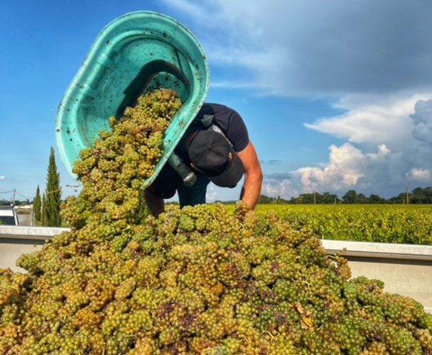 Muscadet Sèvre & Maine AOC sur Lie Vieilles Vignes 2023, Domaine R de la Grange