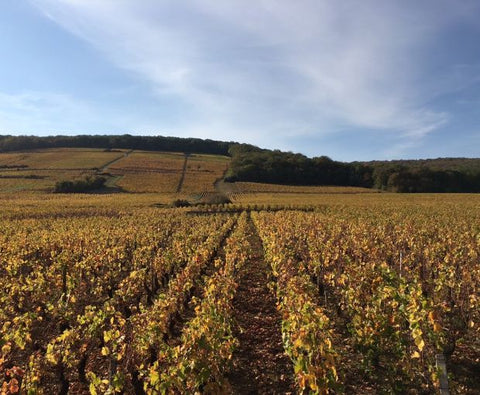 Puligny Montrachet Vieilles Vignes AOC 2022, Jean-Philippe Marchand