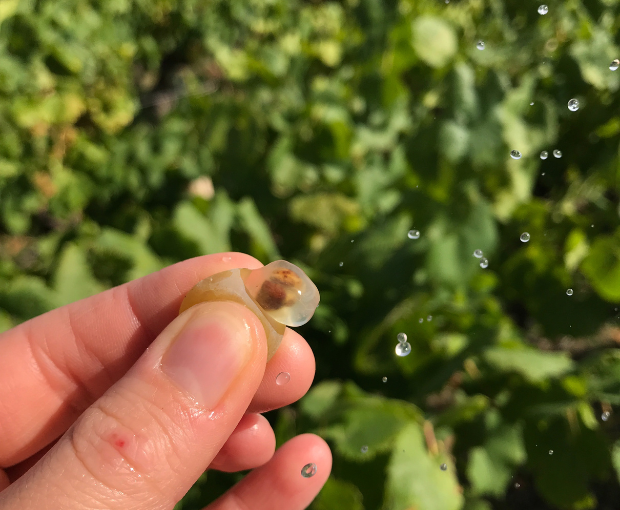 Muscadet Sèvre & Maine AOC sur Lie Vieilles Vignes 2023, Domaine R de la Grange