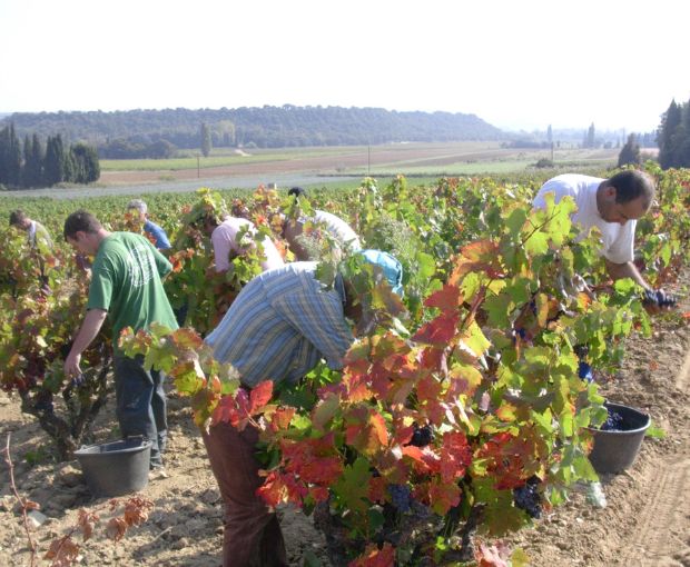 Côtes du Rhône Blanc AOC 2025, Domaine Gigondan M. & Fils