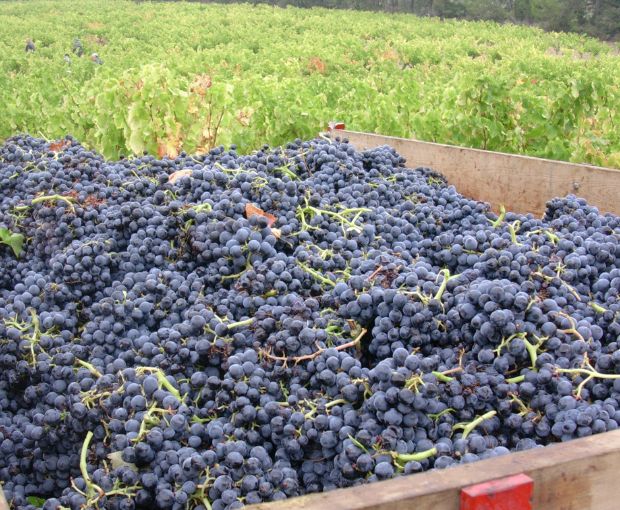 Syrah VdP du Comté de Grignan 2024, Domaine Gigondan M. & Fils