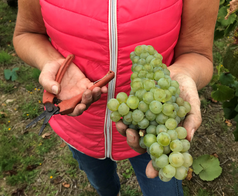 Méthode Traditionnelle AOC Cuvée Signée, Domaine R de la Grange