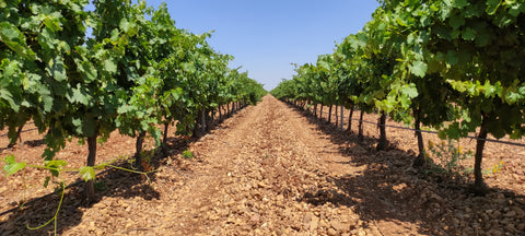 Verdejo DO Rueda 2024, Sotoverde