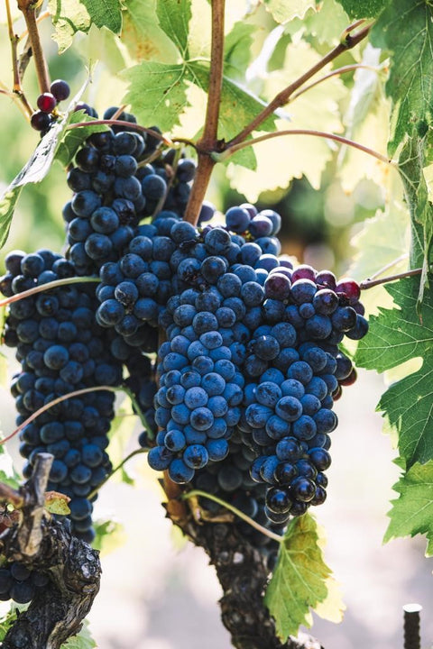 Montereggi IGT Toscana 2018, Villa Bibbiani