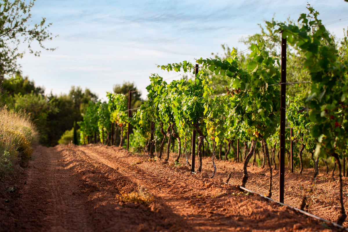 Merlot Grenache IGP Pays d'Oc 2023, Perle du Sud