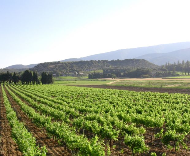 Côtes du Rhône Blanc AOC 2025, Domaine Gigondan M. & Fils