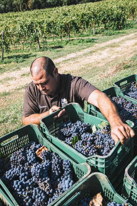 Montereggi IGT Toscana 2018, Villa Bibbiani
