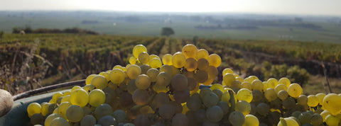 Pommard Domaine Laurent Boussey. Fine wine from Wine at Home. Chardonnay grapes from Burgundy. Low intervention wines.