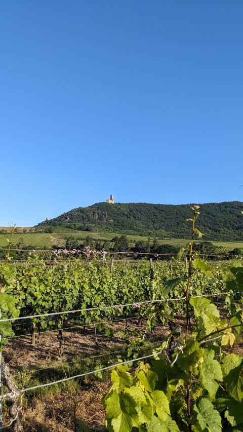 Pinot Blanc AAC 2023, Henri Kieffer Fils